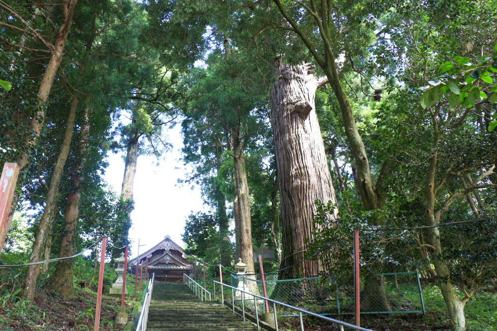 長安本郷の八幡宮並木杉