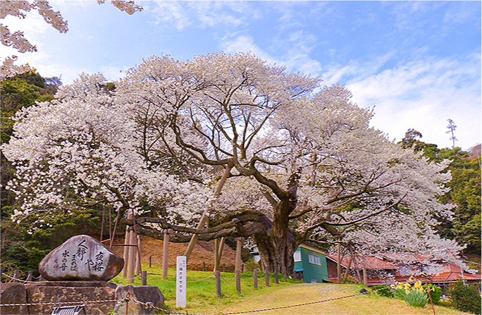 三隅大平桜