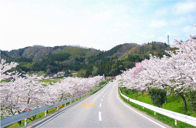 野坂桜並木