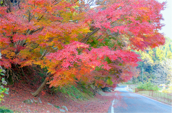 鍋石の紅葉