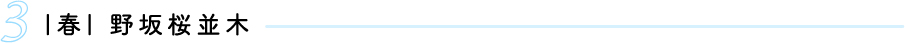 |春| 野坂桜並木
