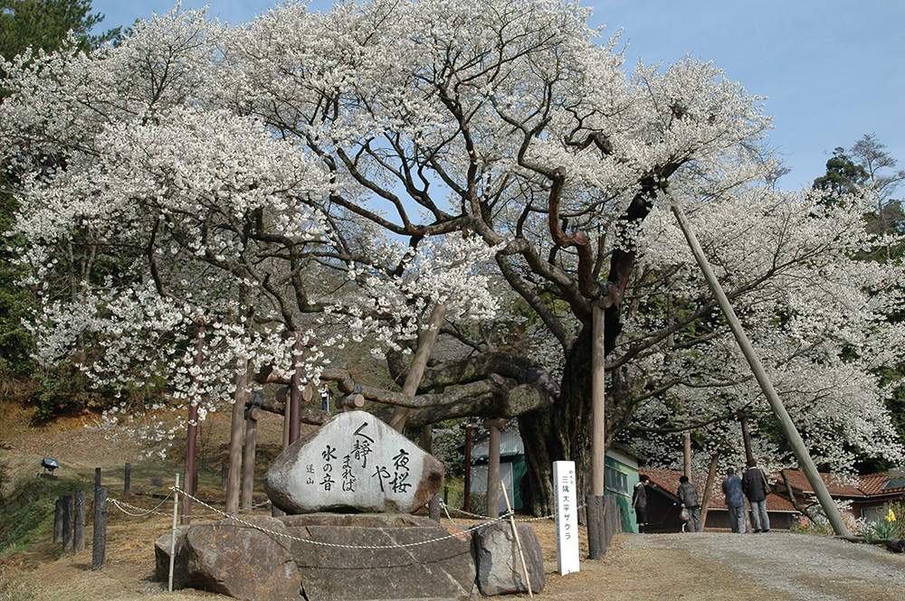 三隅大平桜