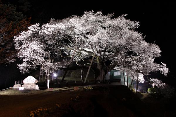 三隅大平桜ライトアップ