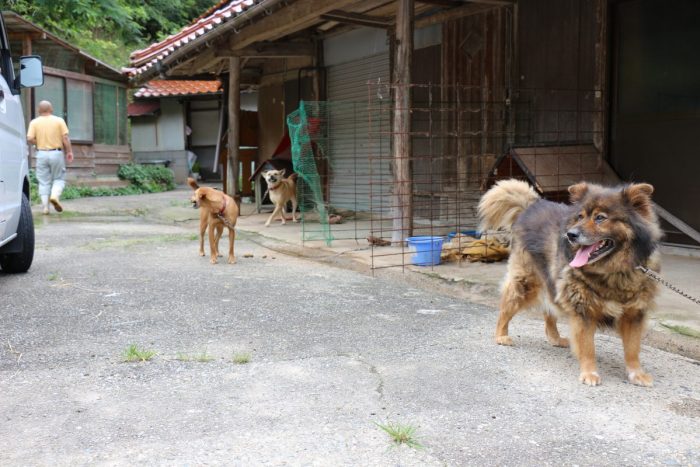 ワンにゃんべぇハウス大江屋の犬