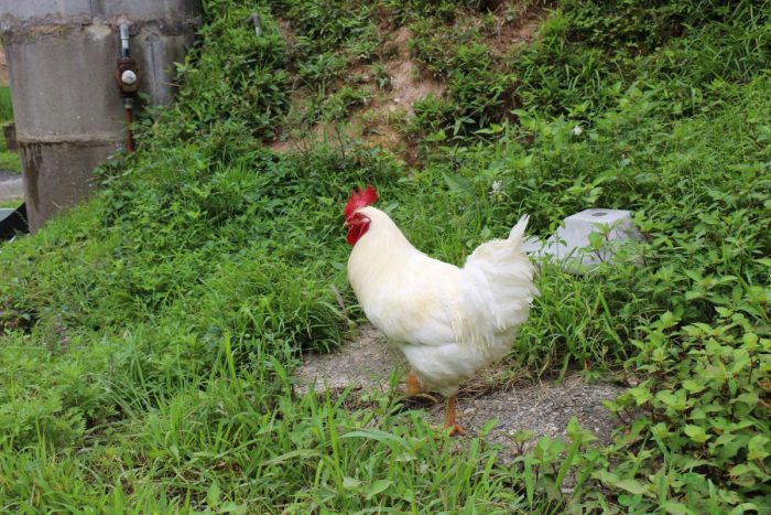 ワンにゃんべぇハウス大江屋のにわとり