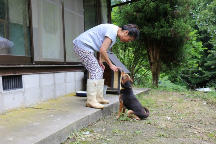 ワンにゃんべぇハウス大江屋の犬