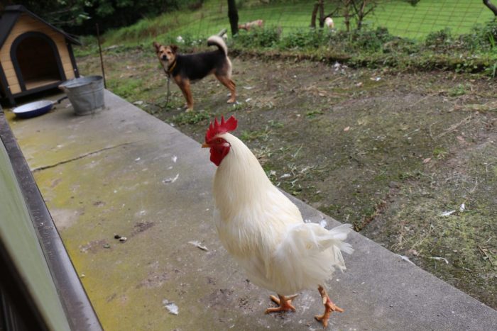 ワンにゃんべぇハウス大江屋のニワトリと犬