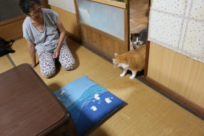 ワンにゃんべぇハウス大江屋の猫