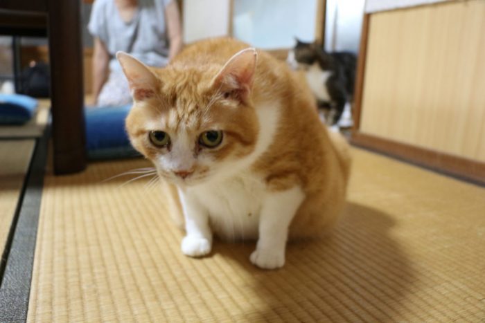 ワンにゃんべぇハウス大江屋の猫しいた