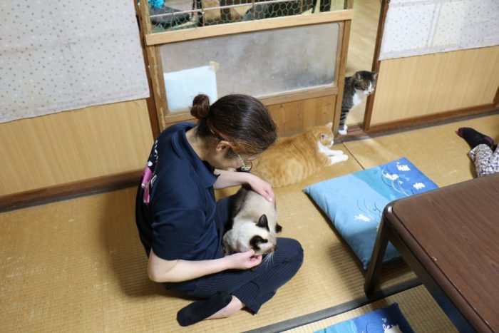 ワンにゃんべぇハウス大江屋の猫