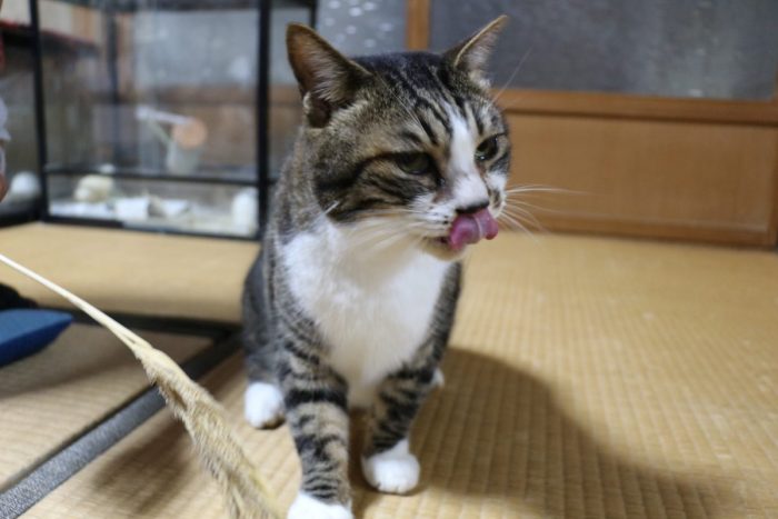 ワンにゃんべぇハウス大江屋の猫