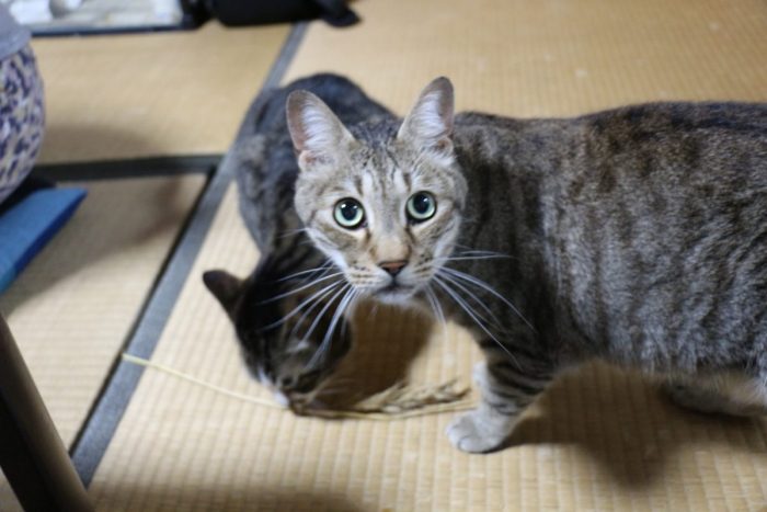 ワンにゃんべぇハウス大江屋の猫