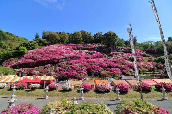 三隅公園のつつじ