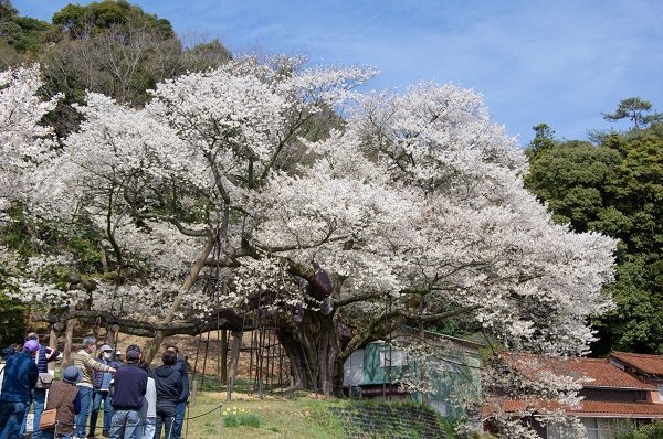 大平桜まつり