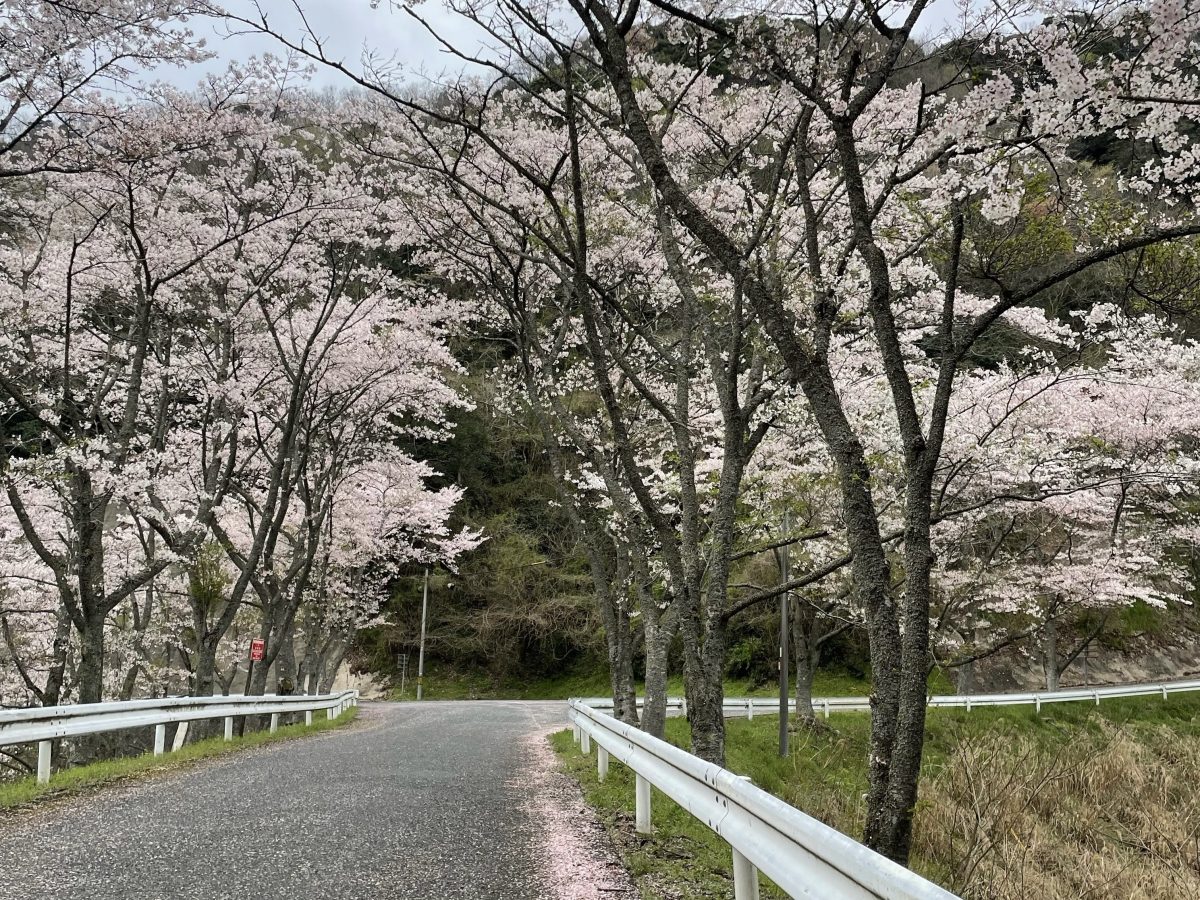 バスガイド 逆さ撮り 県外出身の浜田好きが選ぶ！】浜田の魅力を凝縮 おすすめ８選（後半４選） | はまナビ 浜田市観光協会公式サイト